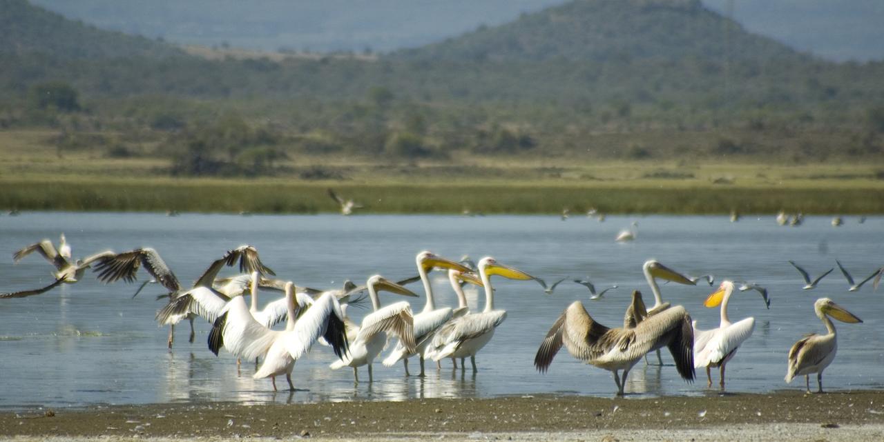 Jacaranda Lake Elementaita Lodge Gilgil المظهر الخارجي الصورة
